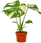 Aktuelle Orchidee Angebote bei Kaufland in Stuttgart Aktuelles Zimmerpflanze Angebot bei Kaufland in Stuttgart ab 3,29 €