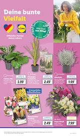 Aktueller Lidl Prospekt mit Blumenzwiebeln, "LIDL LOHNT SICH", Seite 7