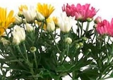 Chrysanthèmes en promo chez Norma Épinal à 2,59 €