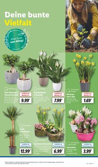 Blumen im Lidl Prospekt "LIDL LOHNT SICH" mit 59 Seiten (Darmstadt)