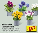 Hornveilchen oder Stiefmütterchen bei toom Baumarkt im Meppen Prospekt für 0,79 €