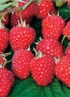Super U Montreuil - Promo Arbuste petits fruits Promo Arbuste petits fruits à 5,99 € dans le catalogue Super U à Montreuil