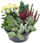 Crazzicube Herbstschale im Angebot bei REWE in Wetzlar Crazzicube Herbstschale Angebote bei REWE Wetzlar für 5,99 €