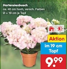 Aktuelles Hortensienbusch Angebot bei Netto Marken-Discount in Jena ab 9,99 €