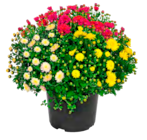 Chrysanthemen-Busch-Trio bei ALDI SÜD im Erbach Prospekt für 1,49 €