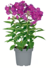 toom Baumarkt Radolfzell - Phlox Angebot im Prospekt Phlox bei toom Baumarkt im Radolfzell Prospekt für 4,99 €