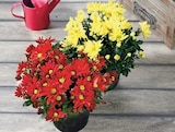 Chrysantheme Américain Unicolore en promo chez U Express Brest à 8,19 €