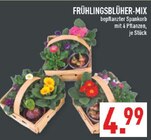Frühlingsblüher-Mix Angebote bei Marktkauf Arnsberg für 4,99 €
