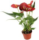 Flamingoblume im Angebot bei REWE in Saarlouis Flamingoblume Angebote von REWE Beste Wahl bei REWE Saarlouis für 4,99 €