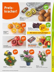 Pflanzen Angebot im aktuellen tegut Prospekt auf Seite 5