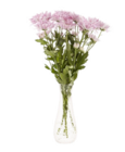 Chrysanthemen von GARDENLINE für 1,99 € bei ALDI Nord im Angebot Chrysanthemen von GARDENLINE im aktuellen ALDI Nord Prospekt