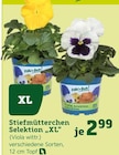 Stiefmütterchen Selektion "XL" bei Pflanzen Kölle im Wildau Prospekt für 2,99 €