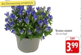 Enzian violett bei E center im Kronau Prospekt für 3,99 €