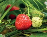 Erdbeere Fragaria ananassa Angebote bei Kiebitzmarkt Bocholt für 1,49 €