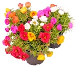 Portulakröschen Angebote bei REWE Cottbus für 1,49 €