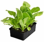 Aktuelle Salat Angebote bei Dehner Garten-Center in Frankfurt (Main) Aktuelles ENDIVIENSALAT Angebot bei Dehner Garten-Center in Frankfurt (Main) ab 1,99 €