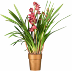 Kahnorchidee Angebote bei Hagebaumarkt Stuttgart für 19,99 €