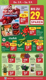Chrysantheme im ALDI Nord Prospekt in Paderborn Aktueller ALDI Nord Prospekt mit Chrysantheme, "Aktuelle Angebote", Seite 30