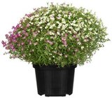 Portulakröschen im Angebot bei REWE in Rodgau Portulakröschen Angebote von REWE Beste Wahl bei REWE Rodgau für 1,79 €