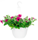 Norma Amnéville - Promo Suspension de plantes fleuries Promo Suspension de plantes fleuries à 2,99 € dans le catalogue Norma à Amnéville