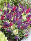 Sommerflieder „Buddleja davidii“ im Hagebaumarkt Prospekt Sommerflieder „Buddleja davidii“ von im aktuellen Hagebaumarkt Prospekt für 9,99 €
