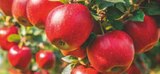 Aktuelles Lieblings Apfel rot Angebot bei Netto Marken-Discount in Jena ab 1,99 €