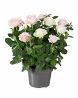 Romantisches Rosen-Duo bei Lidl im Taufkirchen Prospekt für 5,99 €