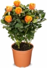 Aktuelles Rosen Angebot bei Netto Marken-Discount in Mönchengladbach ab 2,29 €