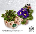 Glücksklee bei EDEKA im Bad Dürkheim Prospekt für 1,29 €