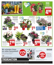 Ähnliche Angebote wie Zitronenbaum im Prospekt "Preiswertes & Hochwertiges" auf Seite 4 von EDEKA in Landshut