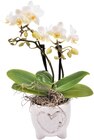 Aktuelles Orchideenwelt im Herztopf Angebot bei REWE in Herne ab 12,00 €