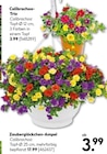 Aktuelles Calibrachoa Trio Angebot bei BayWa Bau- und Gartenmärkte in Nürnberg ab 3,99 €