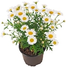 Strauchmargerite im Angebot bei REWE in Mönchengladbach Strauchmargerite Angebote bei REWE Mönchengladbach für 2,29 €