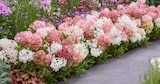 Aktuelle Hortensie Angebote bei OBI in Nürnberg Aktuelles Bodendecker-Hortensie Angebot bei OBI in Nürnberg ab 7,99 €