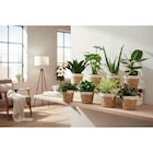 Plante verte en promo chez Carrefour Arles à 3,99 €