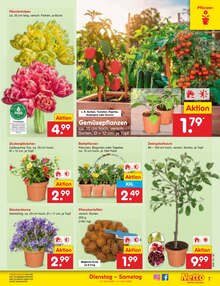 Blumen im Netto Marken-Discount Prospekt "Aktuelle Angebote" mit 61 Seiten (Jena)
