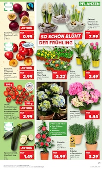 Hortensie im Kaufland Prospekt "KNÜLLER" mit 56 Seiten (Wiesbaden)