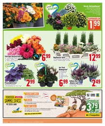 Pflanzen Angebot im aktuellen EDEKA Prospekt auf Seite 8