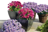 OBI Obercunnersdorf - Herbstaster Angebot im Prospekt Herbstaster bei OBI im Obercunnersdorf Prospekt für 1,99 €