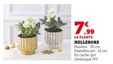 Hellebore en promo chez U Express Drancy à 7,99 €