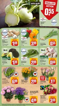 Pflanzen im REWE Prospekt "Dein Markt" mit 20 Seiten (Nürnberg)