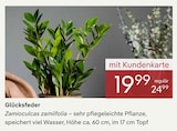 Zimmerpflanzen im Pflanzen Kölle Prospekt Glücksfeder im aktuellen Pflanzen Kölle Prospekt für 19,99 €