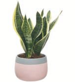 Plante verte en coupe - Aldi à Montpellier Plante verte en coupe en promo chez Aldi Montpellier à 8,99 €