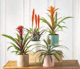 Bromelias Luxe dans le catalogue Hyper U