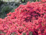 Japanische Azalee von  im aktuellen Kiebitzmarkt Prospekt für 10,99 €