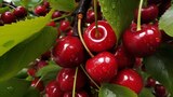Fruitier INVIVO Nous on sème à Gamm vert dans Marcy Fruitier INVIVO Nous on sème à Gamm vert dans Marcy