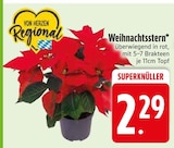 Aktuelles Weihnachtsstern Angebot bei EDEKA in Ingolstadt ab 2,29 €