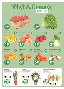 Pilze im aktuellen V-Markt Prospekt (München) Pilze im V-Markt Prospekt "V-Markt einfach besser einkaufen" mit 22 Seiten (München)