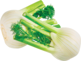 Fenchel bei Netto mit dem Scottie im Greifswald Prospekt für 1,49 €