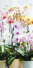 Orchideendünger Angebote von Plantiflor bei Hellweg Hemer für 3,99 €